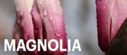 Zestaw III: Magnolia